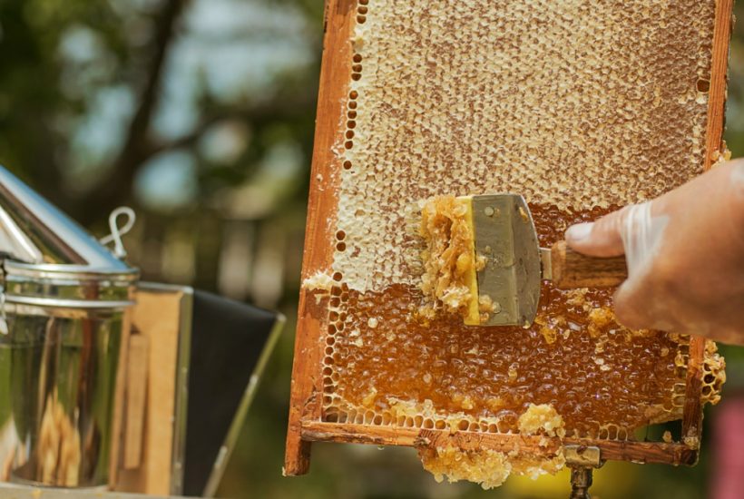 How I Got Into Bee Keeping - veganexcursions.com
