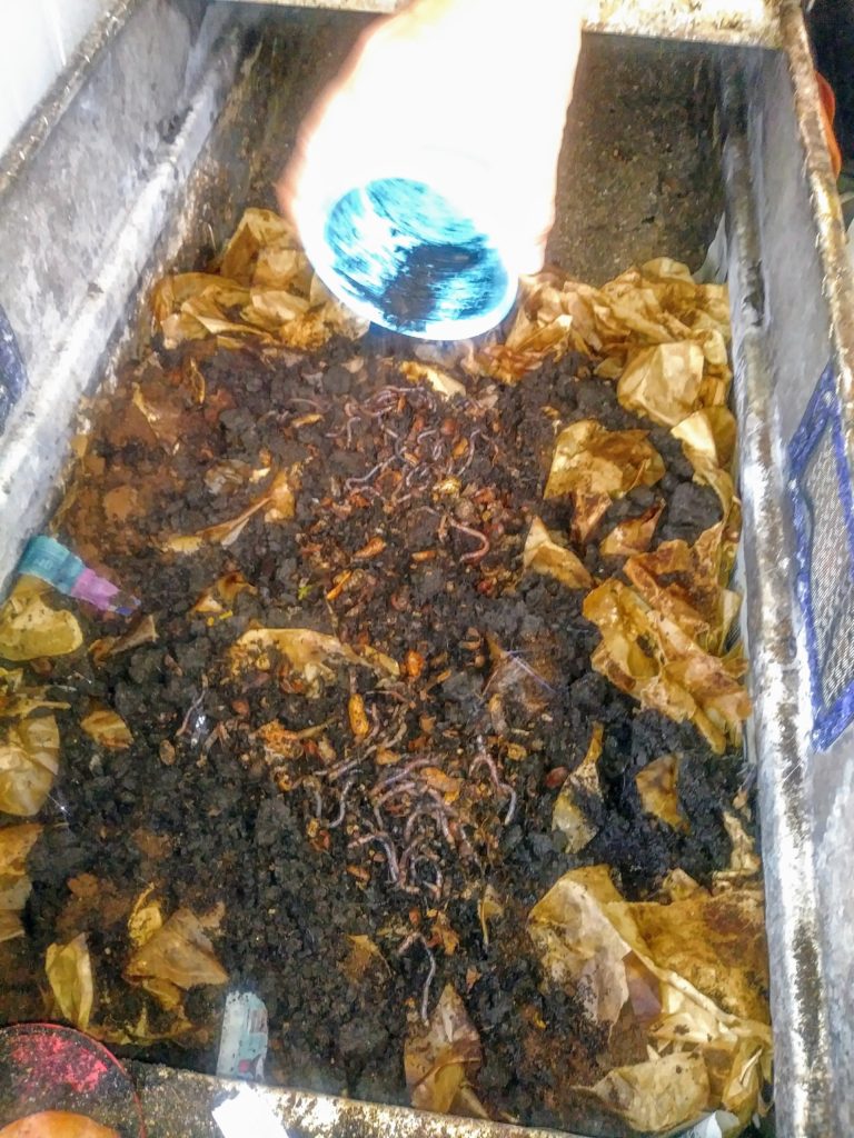 DIY Worm Compost Bin Vegan Excursions