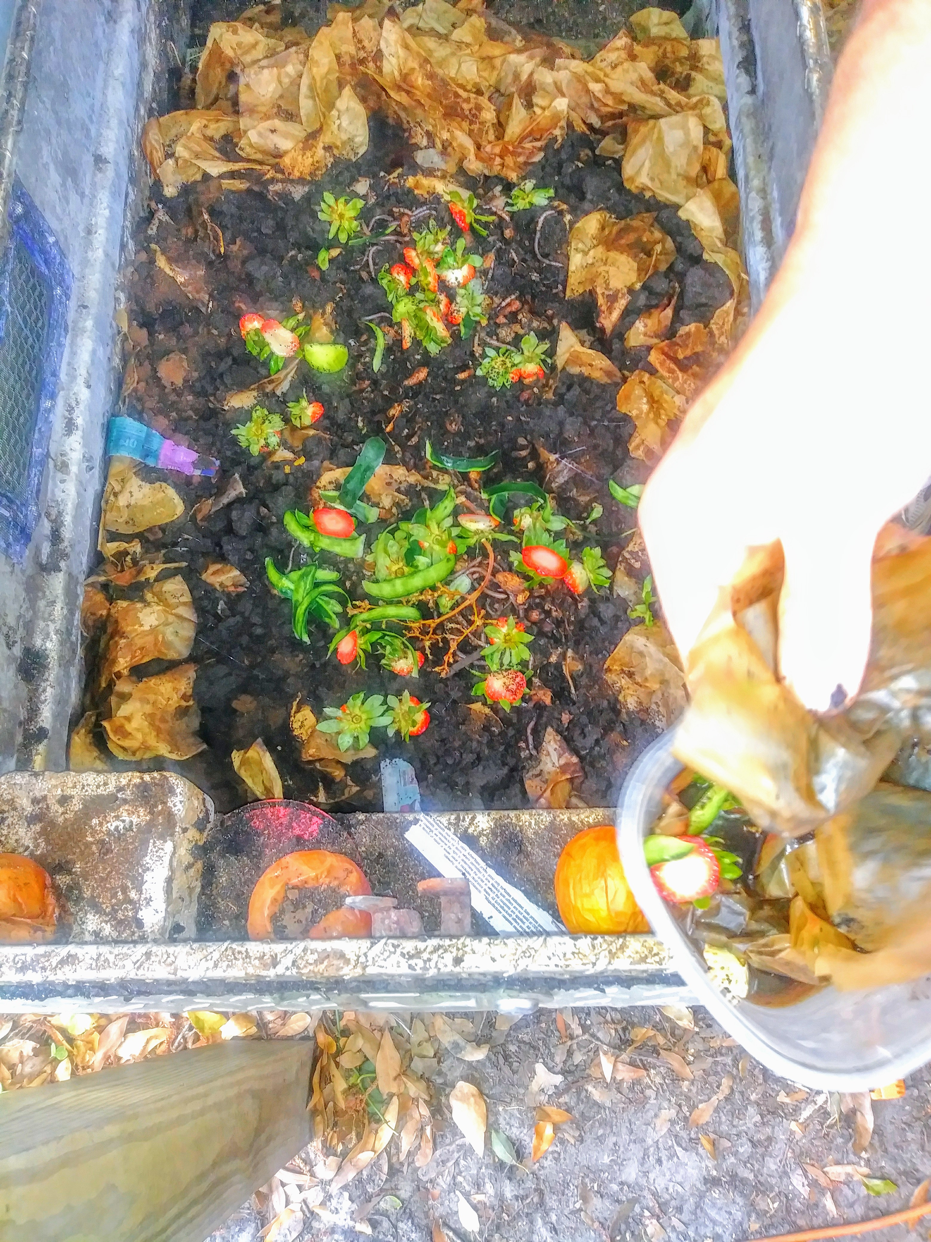 DIY Worm Compost Bin Vegan Excursions