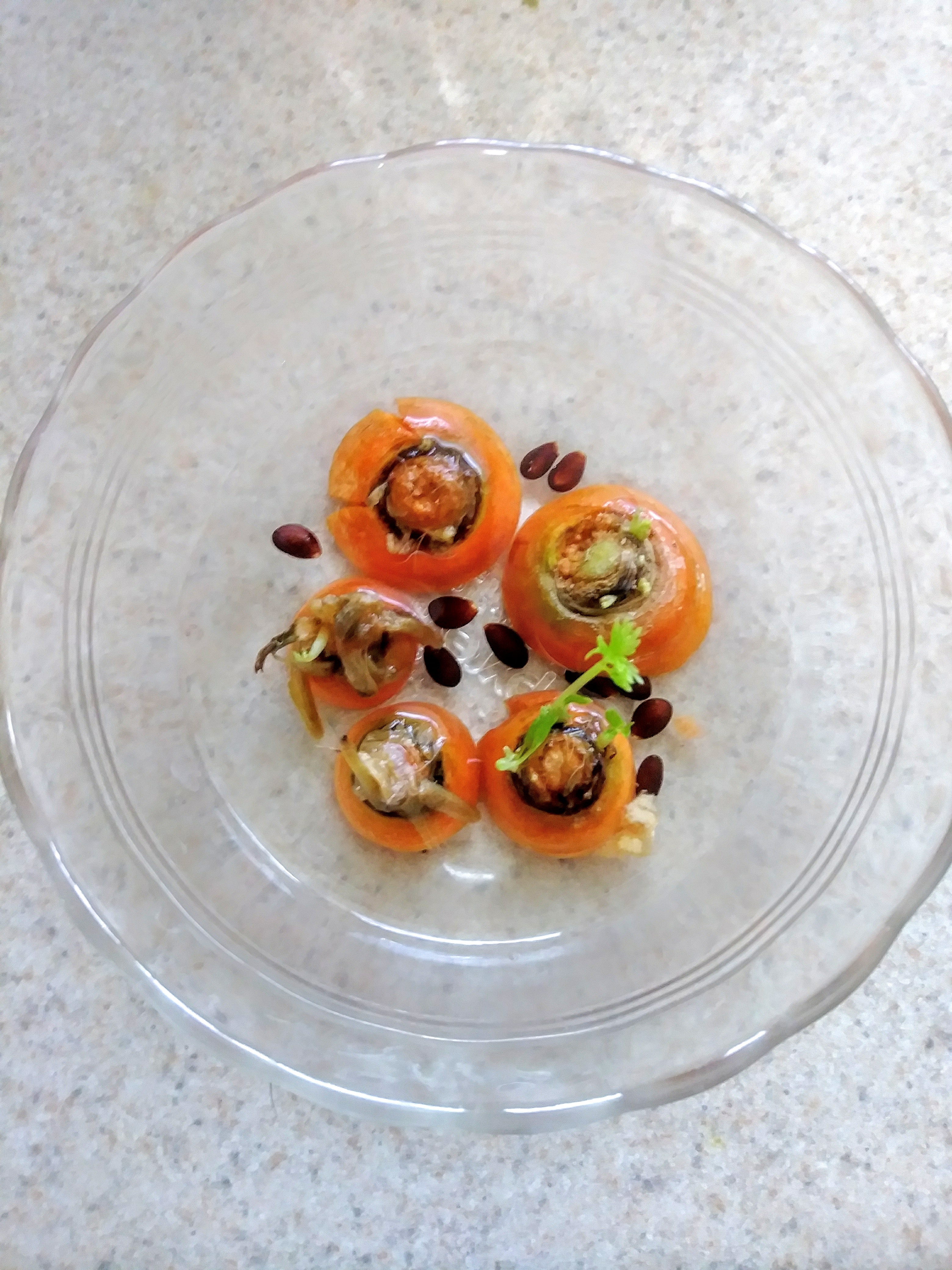 Seedless Carrot Propagation Vegan Excursions