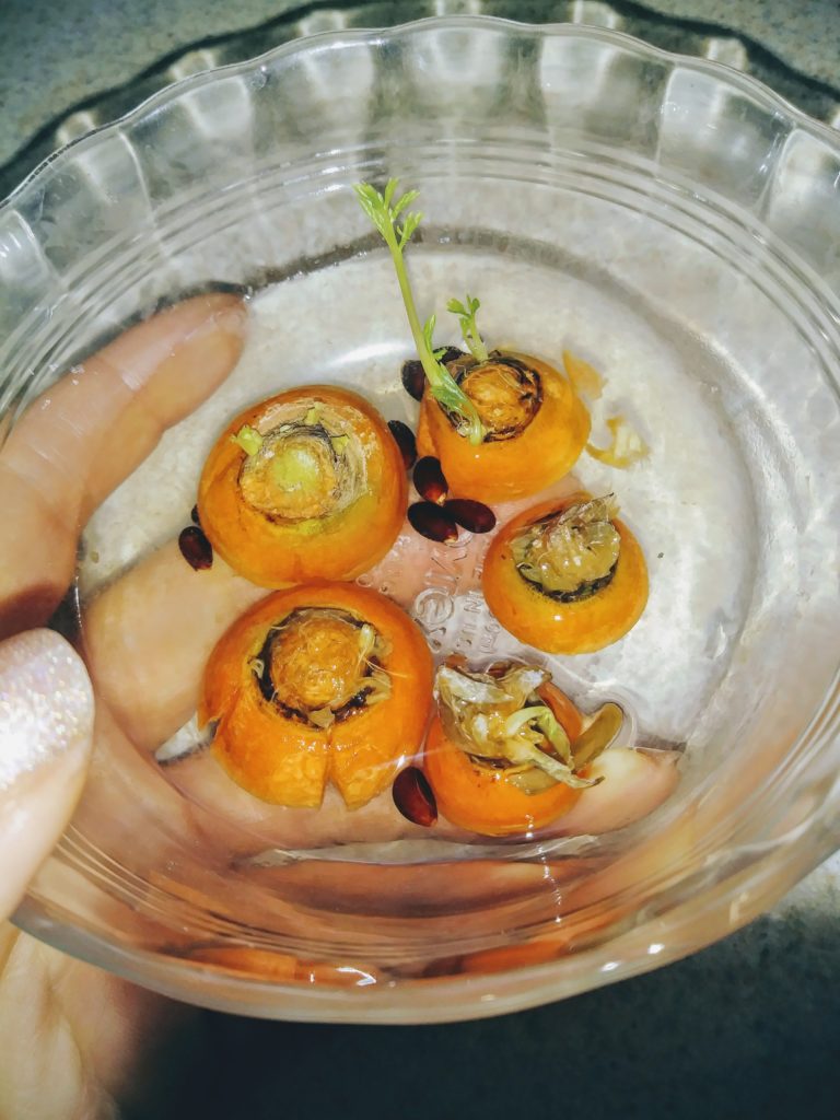Seedless Carrot Propagation Vegan Excursions